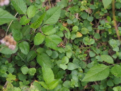 Zeuxippa formosa