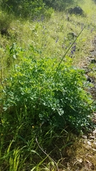 Lomatium californicum