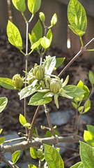 Calycanthus floridus floridus