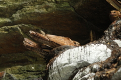 Steatornis caripensis