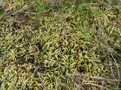 Homalothecium arenarium