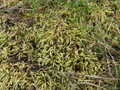 Homalothecium arenarium