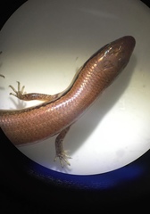 Marisora lineola