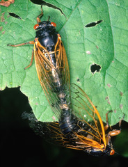 Magicicada cassinii