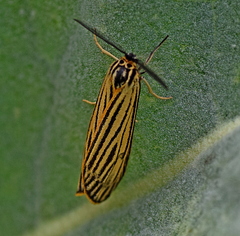 Spiris striata