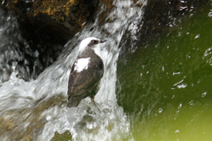 Cinclus leucocephalus