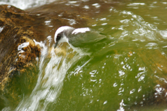 Cinclus leucocephalus