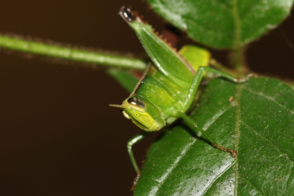 Plagiotriptinae