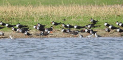 Rynchops flavirostris