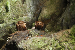 Steatornis caripensis