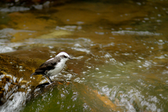 Cinclus leucocephalus