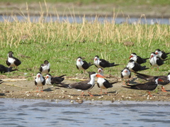 Rynchops flavirostris