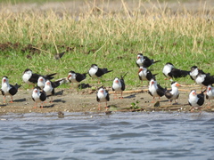 Rynchops flavirostris