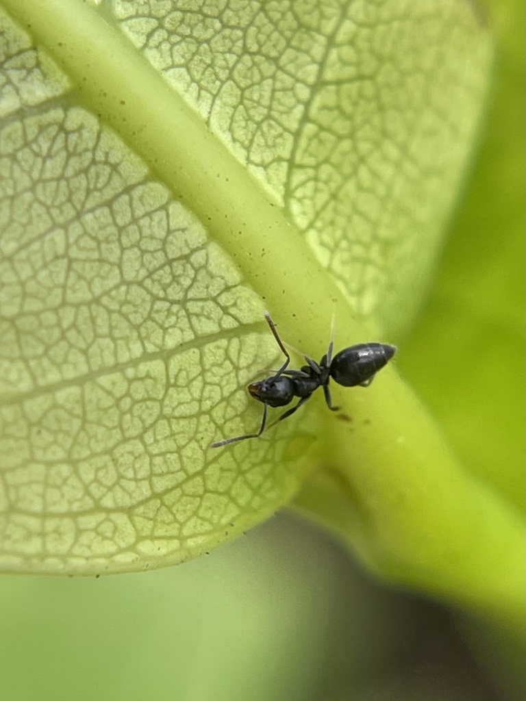 Difficult White-footed Ant