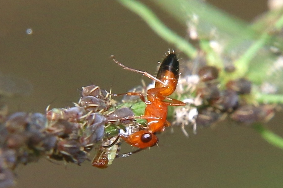 Opisthopsis haddoni haddoni