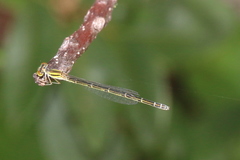 Austroagrion exclamationis