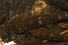 Amphilius uranoscopus