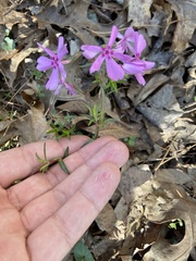 Phlox nivalis