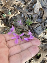 Phlox nivalis