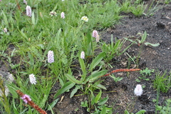 Bistorta macrophylla