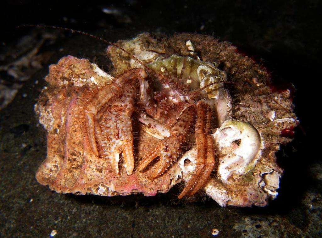 Bluespine Hermit Crab