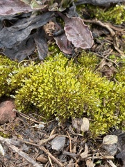 Weissia brachycarpa