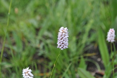 Bistorta macrophylla