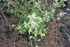Koenigia polystachya