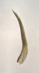 Weissia brachycarpa