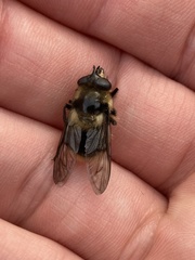 Criorhina nigripes