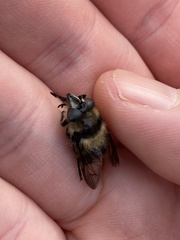 Criorhina nigripes