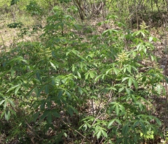 Aesculus pavia flavescens