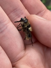 Criorhina nigripes
