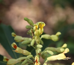 Aesculus pavia flavescens