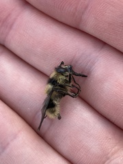 Criorhina nigripes