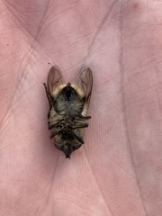 Criorhina nigripes