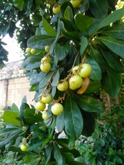 Byrsonima bucidaefolia