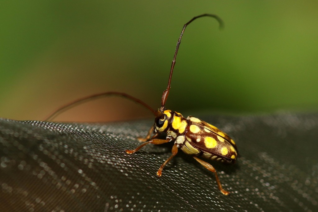 Graciella compacta