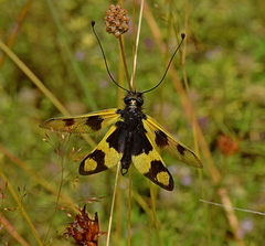 Libelloides macaronius