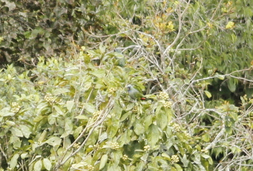 Pionus sordidus