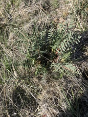 Astragalus eremiticus