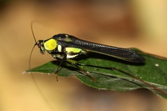 Dioncomena jagoi