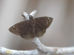 Ephyriades brunnea