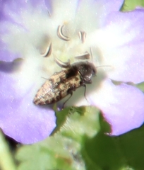 Acmaeodera neglecta neoneglecta