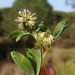 Trifolium cernuum - Photo (c) jmneiva,  זכויות יוצרים חלקיות (CC BY-NC), הועלה על ידי jmneiva