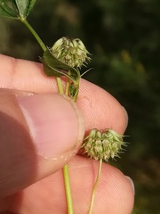 Trifolium cernuum
