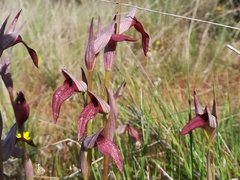 Serapias strictiflora