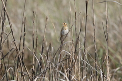 Ammospiza nelsoni
