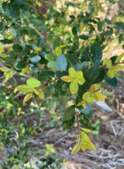 Ilex vomitoria image