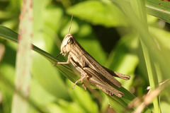 Amblytropidia australis